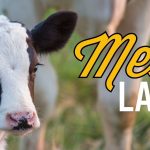 Real California Milk celebra el Mes Internacional de la Leche con sabor, salud e historia