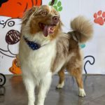 Cuidar a los perros senior: una misión de amor y bienestar