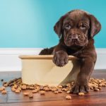 Un estudio muestra beneficios medioambientales de la comida a base de plantas para perros en el Reino Unido