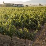 El Cielo Resort marca tendencia en la expansión vitivinícola y turística del Valle de Guadalupe