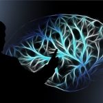 UDIT demuestra con evidencia neurocientífica que hablar más de un idioma modifica el cerebro